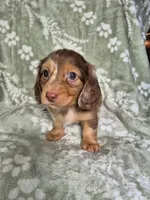 Marshall , a male Miniature Dachshund for sale in Charlotte, NC – 1 of 4