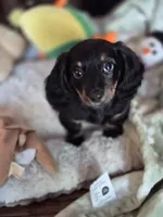 Jasper , a male Miniature Dachshund for sale in Charlotte, NC – 4 of 5