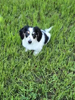 Oreo, a male Miniature Dachshund for sale in Charlotte, NC – Photo 3 of 4