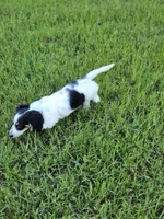 Oreo, a male Miniature Dachshund for sale in Charlotte, NC – Photo 2 of 4