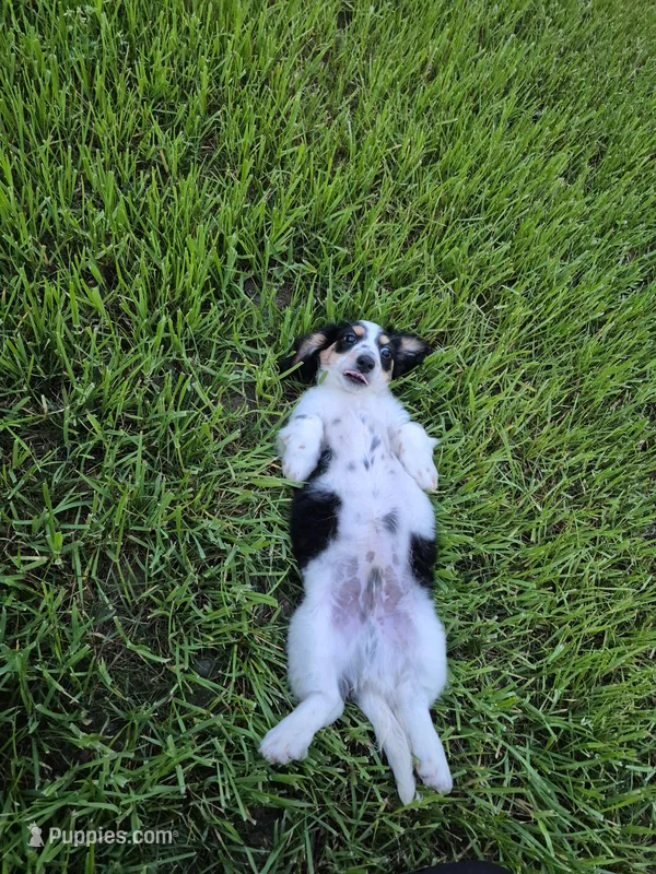 Oreo – Miniature Dachshund puppy for sale in Charlotte, NC