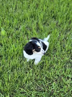 Oreo, a male Miniature Dachshund for sale in Charlotte, NC – Photo 4 of 4