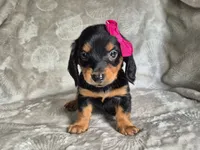 Linda, a female Miniature Dachshund for sale in Charlotte, NC – 3 of 3