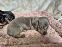 Isabella miniature dachshund , a female Miniature Dachshund for sale in Charlotte, NC – Photo 6 of 6