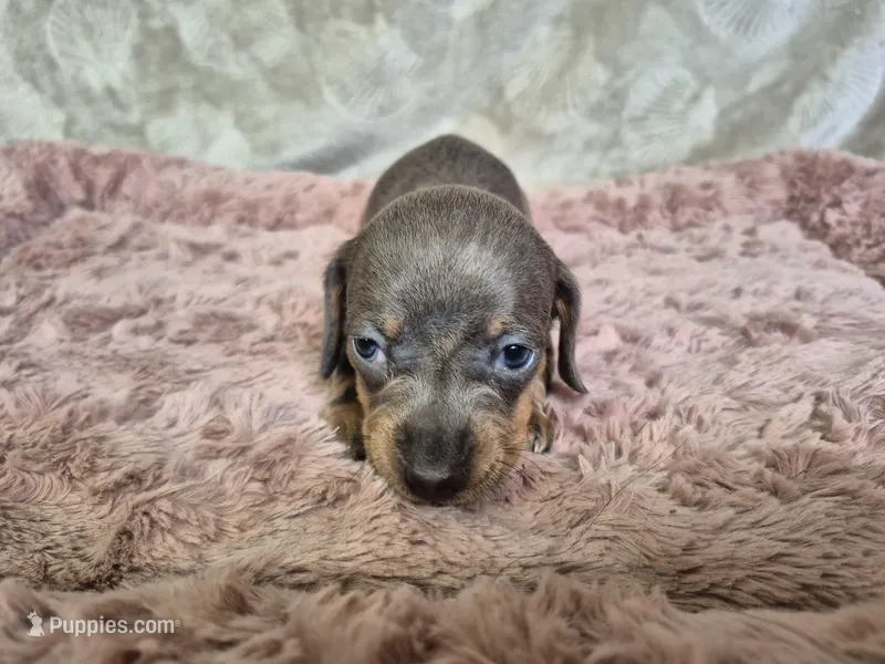 Isabella miniature dachshund  – Miniature Dachshund puppy for sale in Charlotte, NC