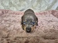 Isabella miniature dachshund , a female Miniature Dachshund for sale in Charlotte, NC – Photo 1 of 6