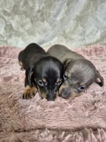 Isabella miniature dachshund , a female Miniature Dachshund for sale in Charlotte, NC – Photo 3 of 6
