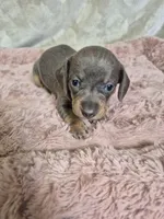 Isabella miniature dachshund , a female Miniature Dachshund for sale in Charlotte, NC – Photo 2 of 6