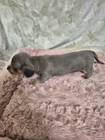 Isabella miniature dachshund , a female Miniature Dachshund for sale in Charlotte, NC – Photo 5 of 6