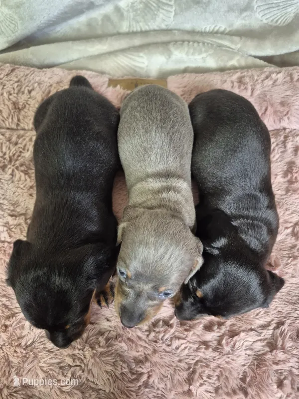 Isabella miniature dachshund  – Miniature Dachshund puppy for sale in Charlotte, NC