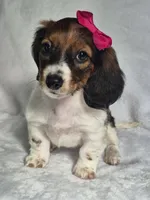 Rose, a female Miniature Dachshund for sale in Charlotte, NC – Photo 2 of 6