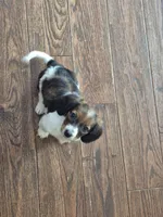 Rose, a female Miniature Dachshund for sale in Charlotte, NC – Photo 4 of 6