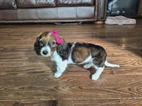 Rose, a female Miniature Dachshund for sale in Charlotte, NC – Photo 3 of 6