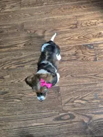Rose, a female Miniature Dachshund for sale in Charlotte, NC – Photo 5 of 6