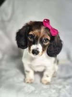 Rose, a female Miniature Dachshund for sale in Charlotte, NC – Photo 6 of 6