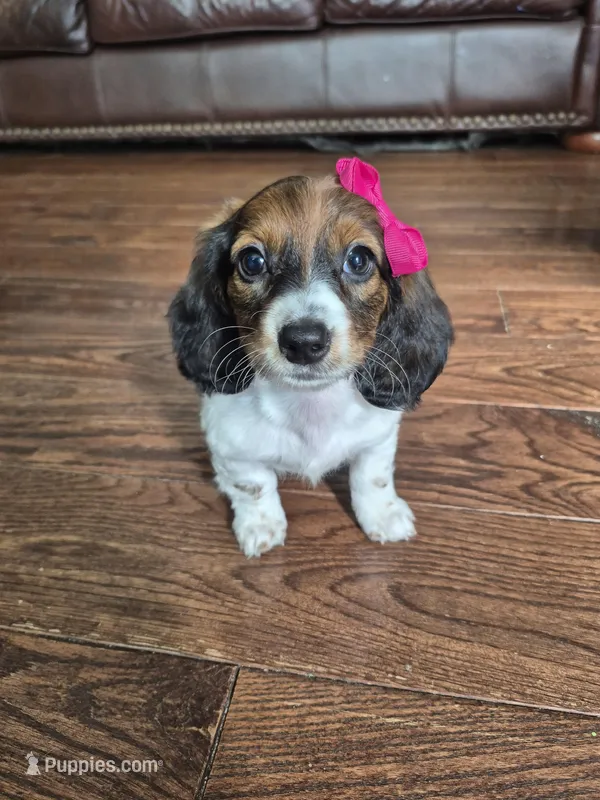 Rose – Miniature Dachshund puppy for sale in Charlotte, NC