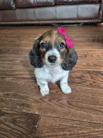 Rose, a female Miniature Dachshund for sale in Charlotte, NC – Photo 1 of 6