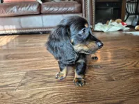 Jack, a male Miniature Dachshund for sale in Charlotte, NC – 3 of 5