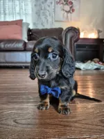 Tiny, a male Miniature Dachshund for sale in Charlotte, NC – 4 of 5