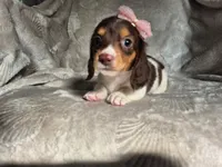 S'more , a male Miniature Dachshund for sale in Charlotte, NC – 2 of 5
