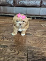 Sadie, a female Shih Tzu for sale in Charlotte, NC – 4 of 5