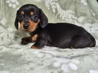 Zues , a male Miniature Dachshund for sale in Charlotte, NC – 4 of 5
