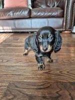 Jack, a male Miniature Dachshund for sale in Charlotte, NC – 4 of 5