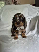 Sam, a male Miniature Dachshund for sale in Charlotte, NC – 3 of 5