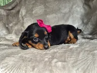 Linda, a female Miniature Dachshund for sale in Charlotte, NC – 2 of 3