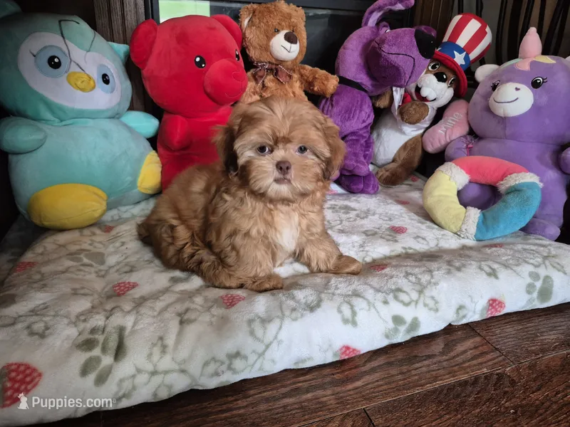 Jax – Shih Tzu puppy for sale in Charlotte, NC