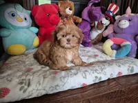 Jax, a male Shih Tzu for sale in Charlotte, NC – 1 of 5