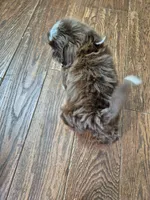 Diezel , a male Shih Tzu for sale in Charlotte, NC – 3 of 4