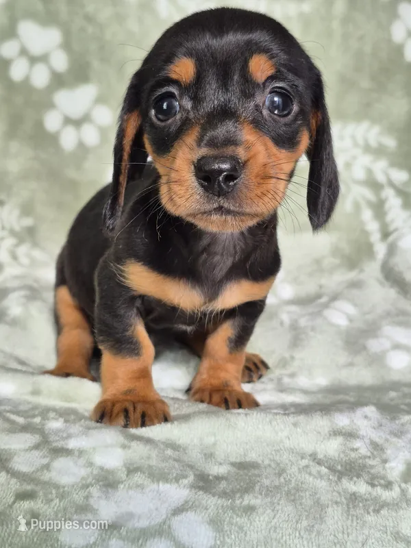 Zues  – Miniature Dachshund puppy for sale in Charlotte, NC