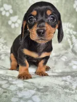 Zues , a male Miniature Dachshund for sale in Charlotte, NC – 1 of 5