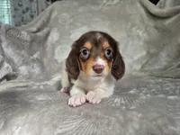S'more , a male Miniature Dachshund for sale in Charlotte, NC – 4 of 5