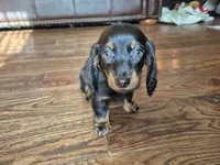 Jack , a male Miniature Dachshund for sale in Charlotte, NC – 6 of 6