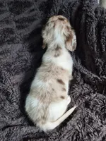 Zues , a male Miniature Dachshund for sale in Charlotte, NC – 2 of 5