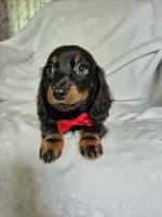 Jack , a male Miniature Dachshund for sale in Charlotte, NC – 1 of 6