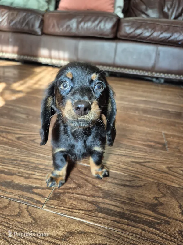 Jack – Miniature Dachshund puppy for sale in Charlotte, NC