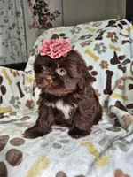 Belle , a female Shih Tzu for sale in Charlotte, NC – 5 of 5