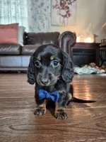 Tiny, a male Miniature Dachshund for sale in Charlotte, NC – 3 of 5