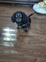 Jasper , a male Miniature Dachshund for sale in Charlotte, NC – 3 of 5
