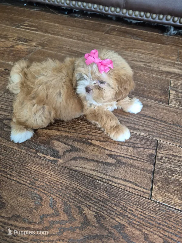 Sadie – Shih Tzu puppy for sale in Charlotte, NC