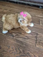 Sadie, a female Shih Tzu for sale in Charlotte, NC – 1 of 5