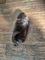 Belle , a female Shih Tzu for sale in Charlotte, NC – 3 of 5