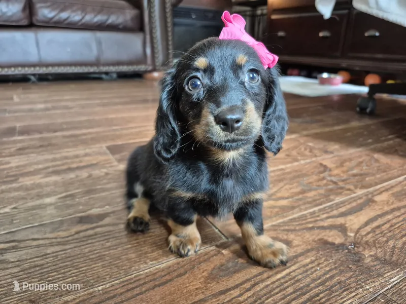 Nala – Miniature Dachshund puppy for sale in Charlotte, NC