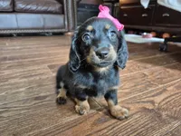 Nala, a female Miniature Dachshund for sale in Charlotte, NC – 1 of 5