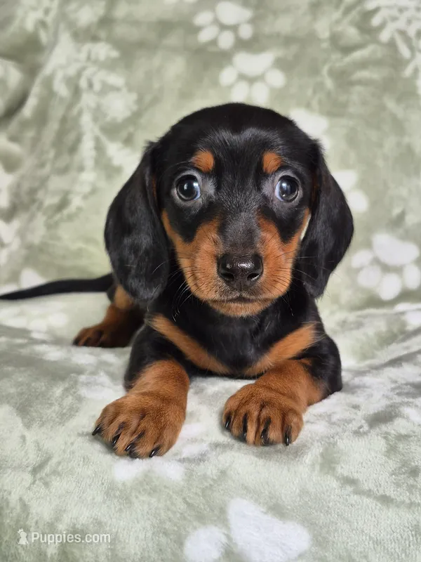 Zues  – Miniature Dachshund puppy for sale in Charlotte, NC