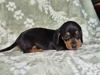 Cooper , a male Miniature Dachshund for sale in Charlotte, NC – 4 of 4