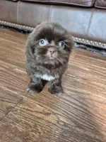 Belle , a female Shih Tzu for sale in Charlotte, NC – 4 of 5